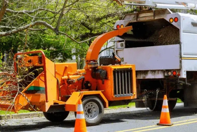 tree removal Ocean nj