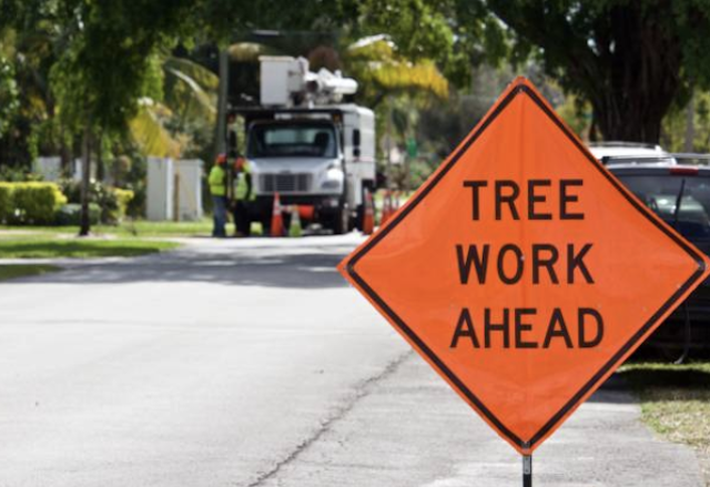 tree removal Mantoloking nj