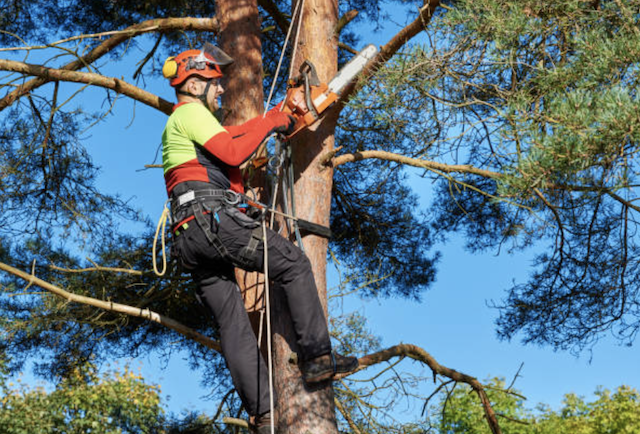 tree pruning ocean