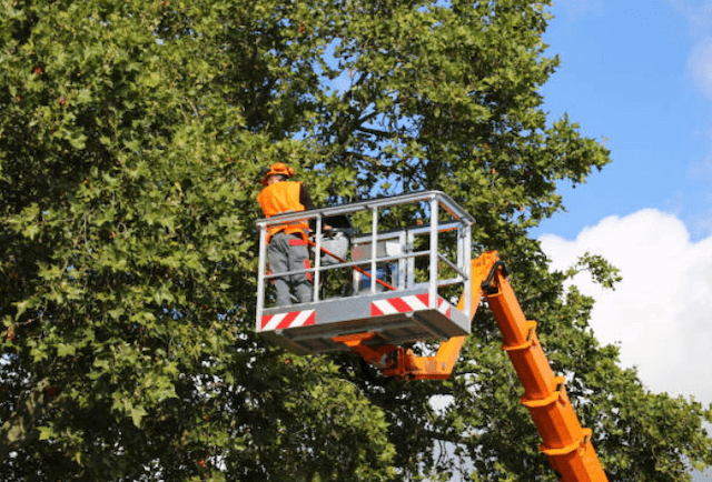 tree trimming ocean nj