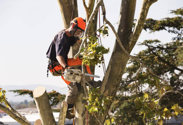tree removal ocean