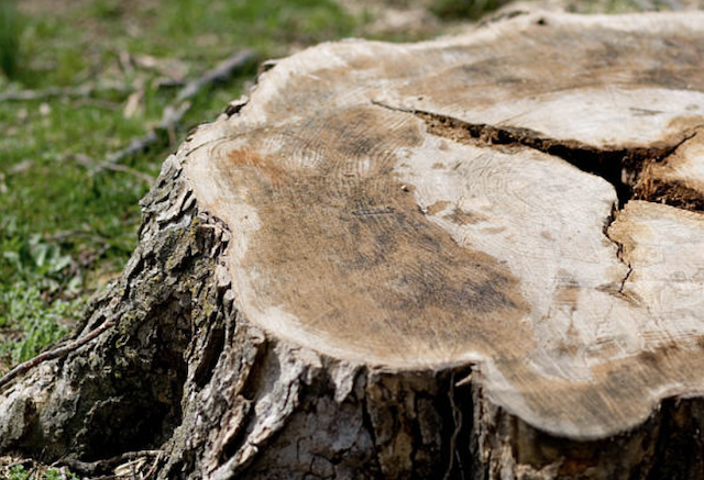 stump grinding Mantoloking nj